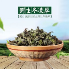 冬凌草茶 野生冬凌茶 纯叶河南济源王屋山特产 清去热火茶润护喉茶 500g